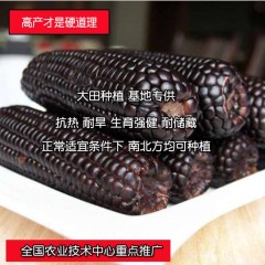 100gram black corn seeds