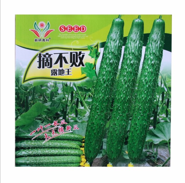 50 seeds cool breeze cucumber seeds