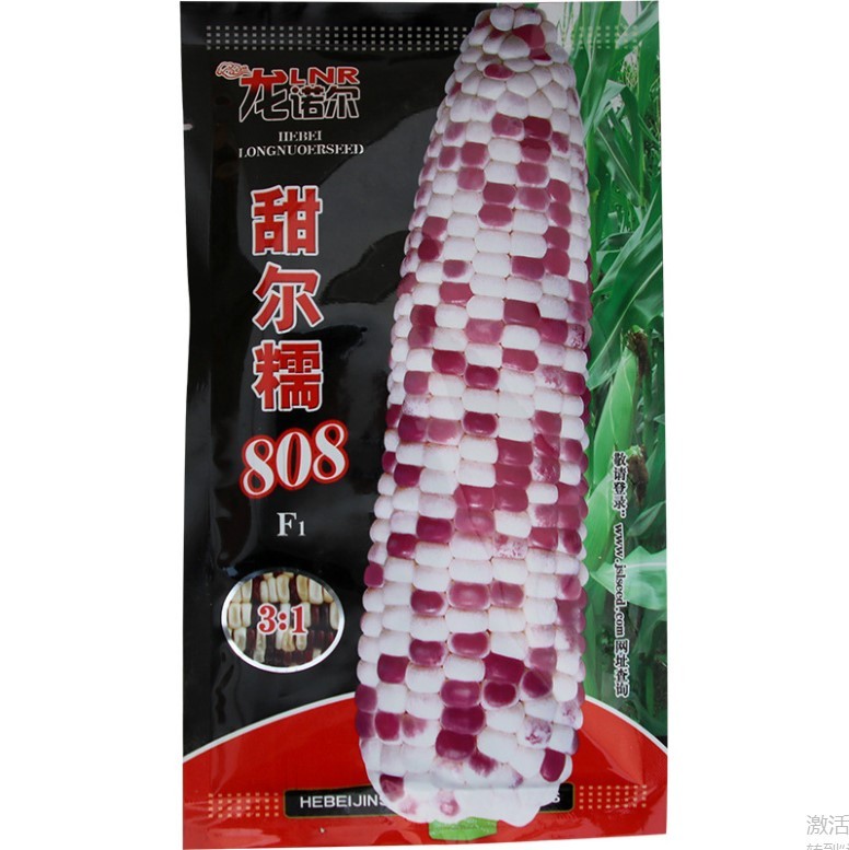 200gram field corn seed for sale