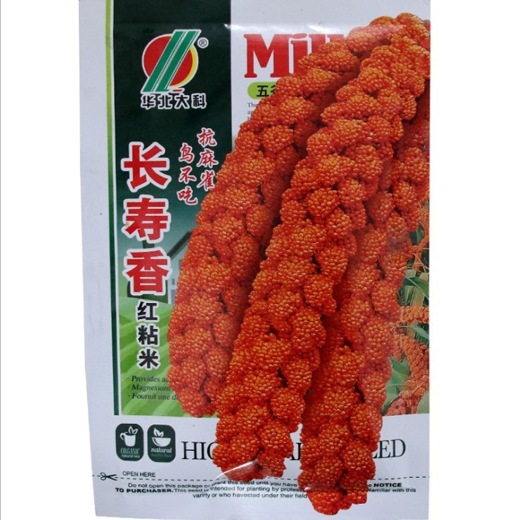 150gram pearl millet seed for sale near me