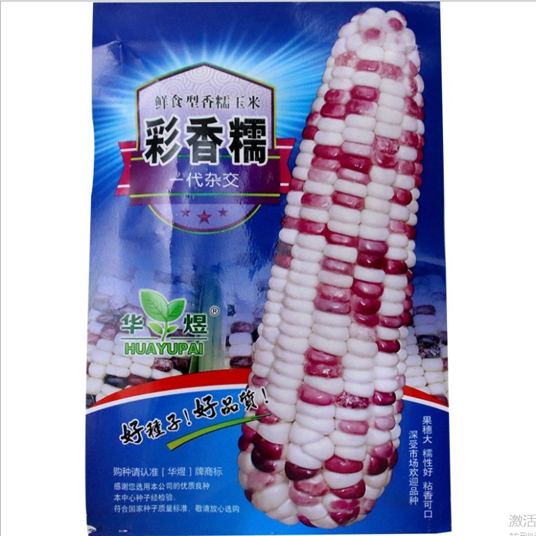 50gram sweet corn seed for sale