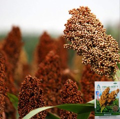 50gram sorghum seed for sale