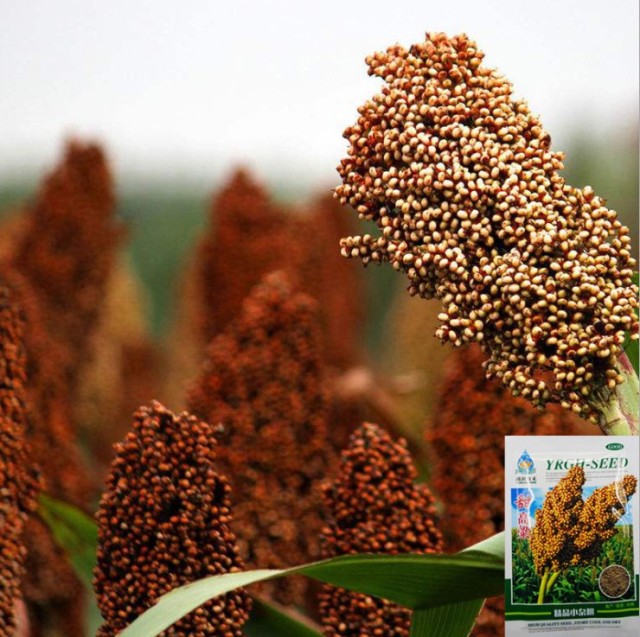 50gram sorghum seed for sale