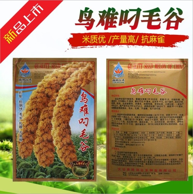200gram wild millet seed