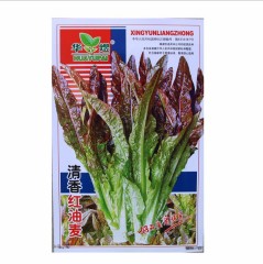 srong growth ability fast growth lactuca sativa L seeds/Leaf lettuce seeds 1000 seeds/bags for planting