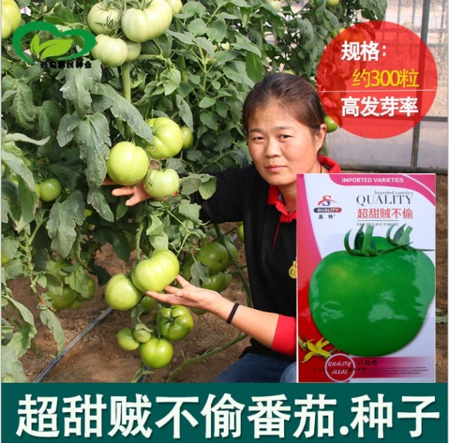 300 seeds better bush tomato seeds