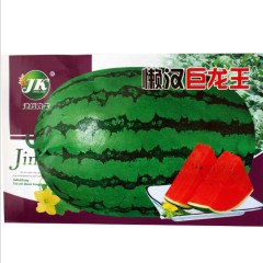 Giant hybrid f1 watermelon seeds for growing