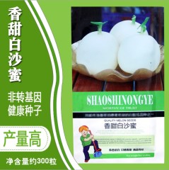 white peel round shape hybrid f1 muskmelon seeds/melon seeds 300 seeds for planting