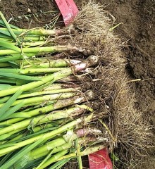 garlic seeds for planting 1kg/bags wholesaler price