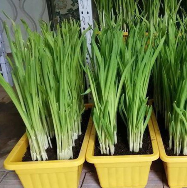 Good taste f1 garlic seeds 100gram/bags for planting