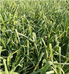 Good taste f1 garlic seeds 100gram/bags for planting