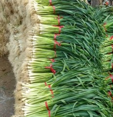 Good taste f1 garlic seeds 100gram/bags for planting