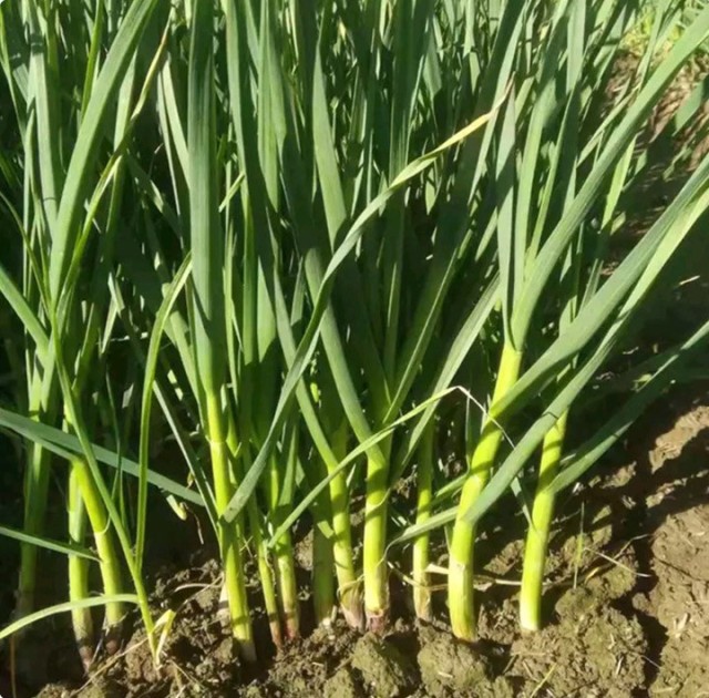 garlic seeds for planting 1kg/bags wholesaler price