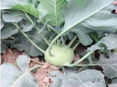Green kohlrabi seeds for sales 5gram/bags