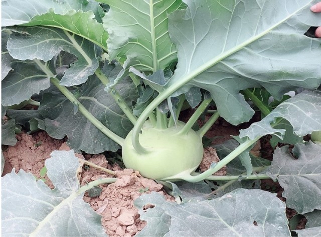 Green kohlrabi seeds for sales 5gram/bags