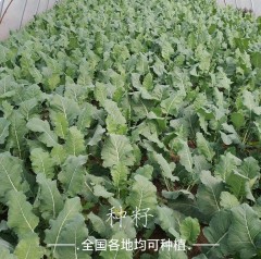 green kohlrabi seeds 10gram/bags for planting