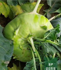 green kohlrabi seeds 10gram/bags for planting