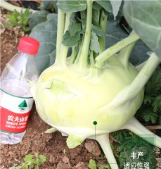 green kohlrabi seeds 10gram/bags for planting