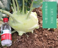 Green kohlrabi seeds for sales 5gram/bags