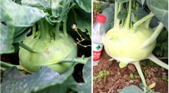 Green kohlrabi seeds for sales 5gram/bags