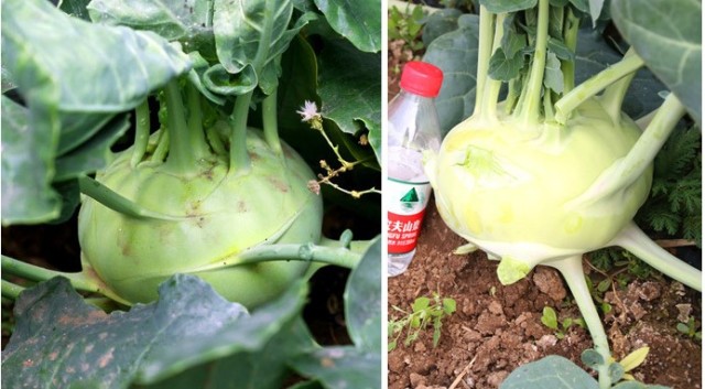 Green kohlrabi seeds for sales 5gram/bags