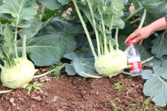 Green kohlrabi seeds for sales 5gram/bags