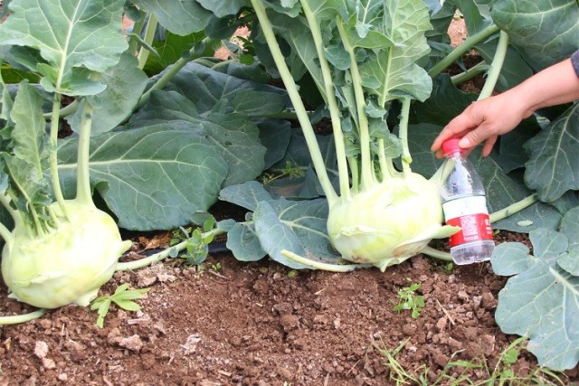 Green kohlrabi seeds for sales 5gram/bags