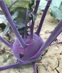 purple kohlrabi seeds 500 seeds/bags for planting