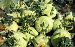 Green kohlrabi seeds for sales 5gram/bags