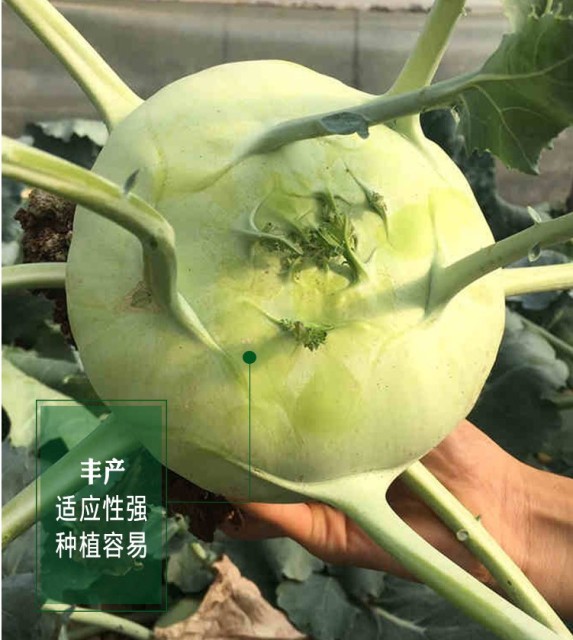 green kohlrabi seeds 10gram/bags for planting