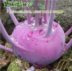 purple kohlrabi seeds 500 seeds/bags for planting