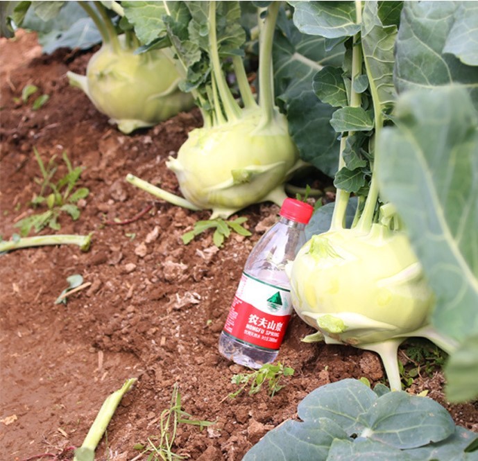 Green kohlrabi seeds for sales 5gram/bags