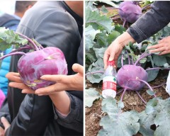 purple kohlrabi seeds 500 seeds/bags for planting
