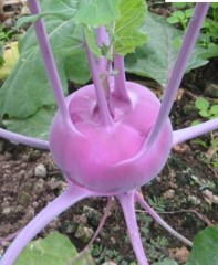 purple kohlrabi seeds 500 seeds/bags for planting