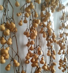 Mini bottle gourd seeds 0.5kg/bags