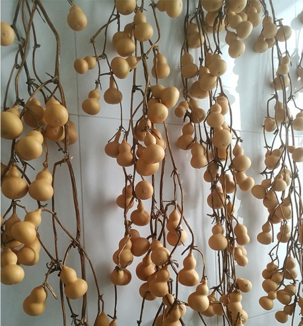 Mini bottle gourd seeds 0.5kg/bags