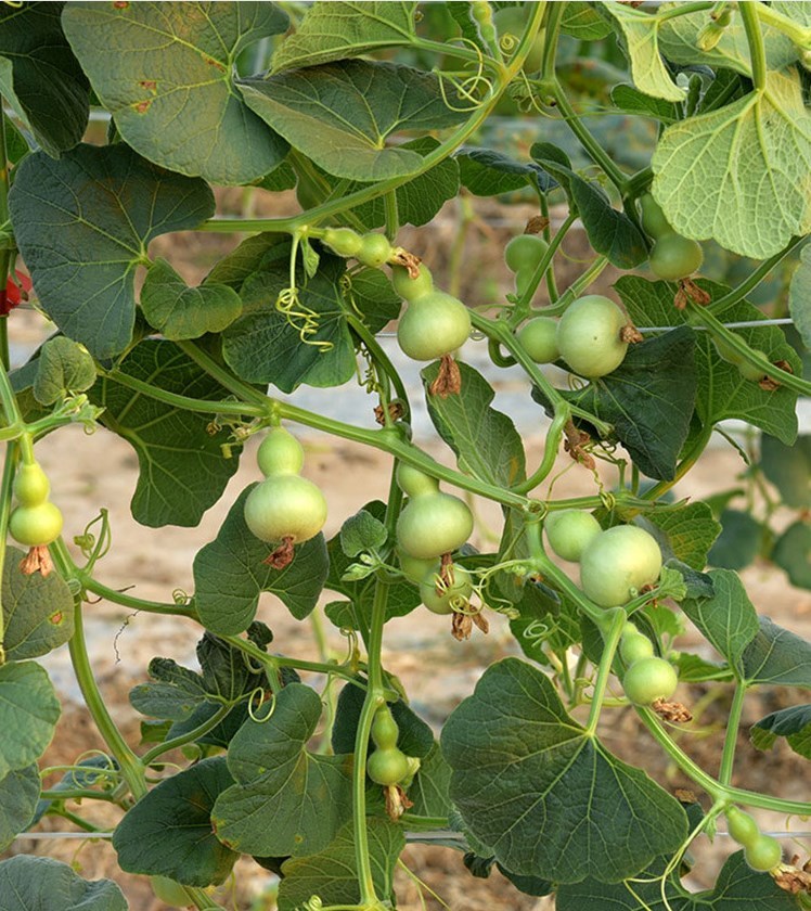 Mini bottle gourd seeds 0.5kg/bags