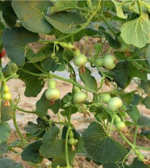 Mini bottle gourd seeds 0.5kg/bags