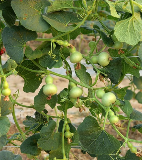 Mini bottle gourd seeds 0.5kg/bags