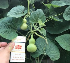 Mini bottle gourd seeds 0.5kg/bags