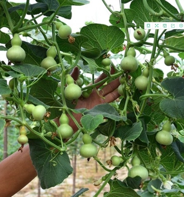 Mini bottle gourd seeds 0.5kg/bags