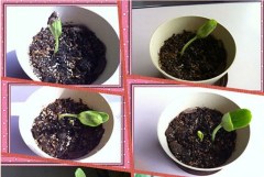 Mini bottle gourd seeds 0.5kg/bags