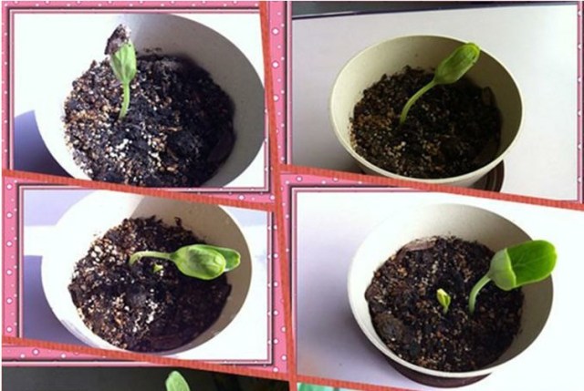 Mini bottle gourd seeds 0.5kg/bags