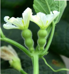 Mini bottle gourd seeds 0.5kg/bags