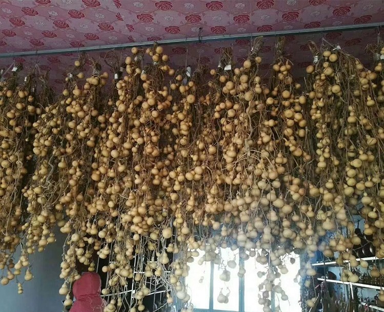 Mini bottle gourd seeds 0.5kg/bags