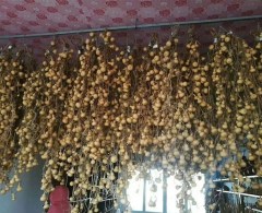 Mini bottle gourd seeds 0.5kg/bags