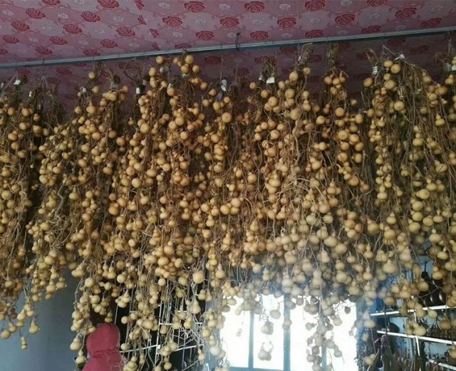 Mini bottle gourd seeds 0.5kg/bags