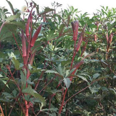 organic okra seeds