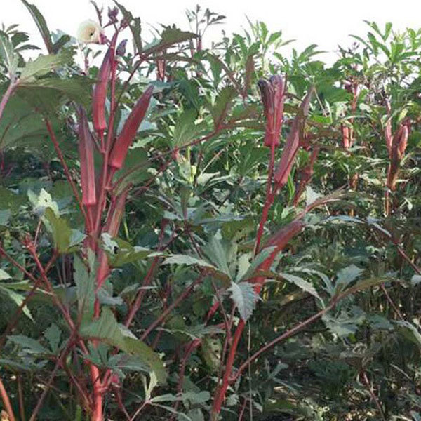 organic okra seeds