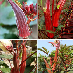 red okra seeds 40 seeds/bags